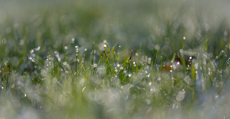bokeh in closeup of grass with dew and waterdrops; blurred background