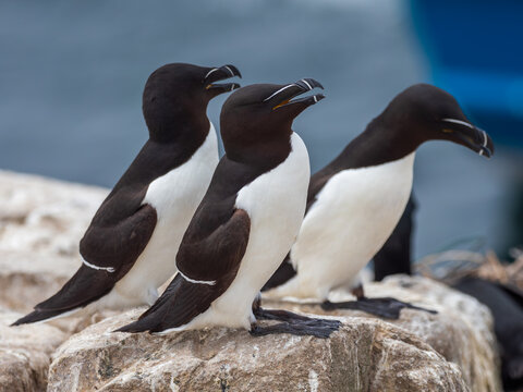Razorbills Standing on a Rock