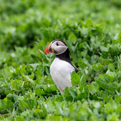 Atlantic Puffin on Farne Island
