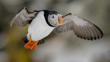 Atlantic Puffin (Fratercula arctica), Hornøya, Norway