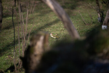 ucelli in volo