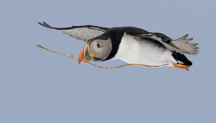 Atlantic Puffin (Fratercula arctica), Hornøya, Norway