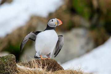 Atlantic Puffin (Fratercula arctica), Hornøya, Norway