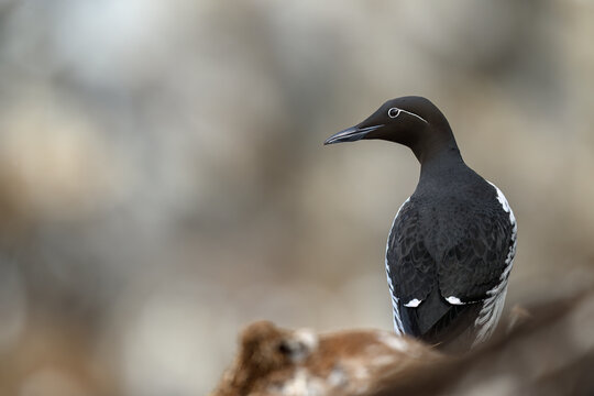 Common murre, common guillemot (Uria aalge) at Horn&oslash;ya island, Norway