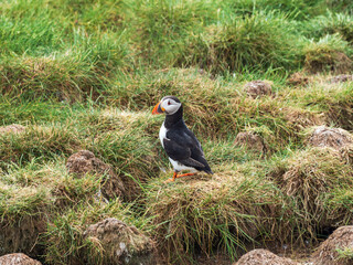 Atlantic Puffin on Farne Island
