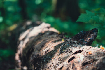 Fallen tree trunk with mushrooms in a lush forest