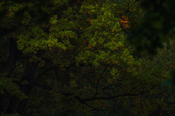 Dense forest canopy with autumn leaves in low light