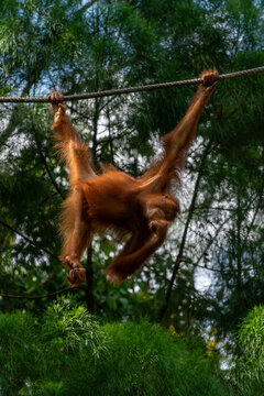 Young orangutan Swinging on a Rope. Kuching, Borneo, Malaysia