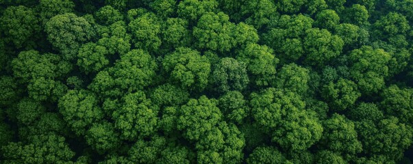 Dense forest canopy viewed from above. Rich green trees fill frame. Eco tourism, nature themes. Ideal for nature documentaries eco friendly articles. Aerial view highlights biodiversity, forest