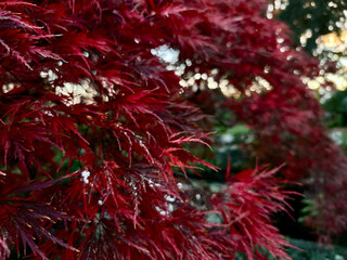 Vibrant red Japanese maple leaves