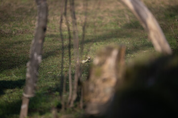 ucelli in volo