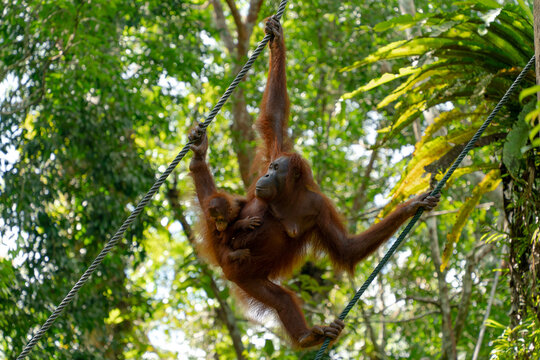 Orangutan with baby Swinging on a Rope. Kuching, Borneo, Malaysia