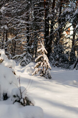 Christmas tree in the forest under the snow