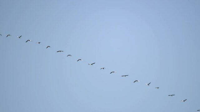 Ukraine, winter, geese flying in a row, birds, birds flying for the winter
