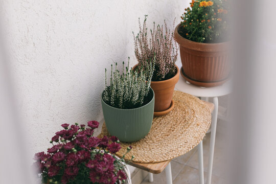 Beautiful autumn plants on a balcony