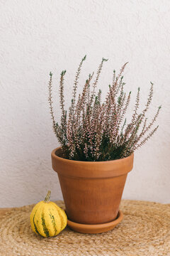 Calluna plant, autumn plant with a pumpkin