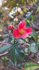 Obraz premium A red rose in the park with a small bud
