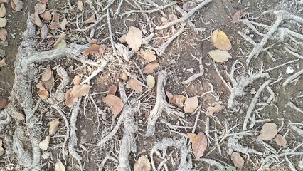  The roots of an old tree next to the soil and dried leaves