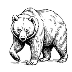 Grizzly bear illustration in black and white line art style