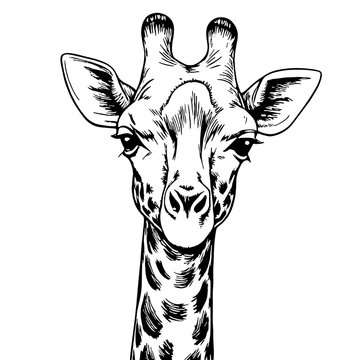 Giraffe head portrait in black and white sketch style