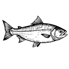 Obraz premium Detailed hand-drawn fish illustration in black and white
