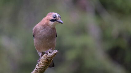 Eurasian jay (Garrulus glandarius) in forest