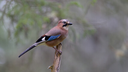 Eurasian jay (Garrulus glandarius) in forest