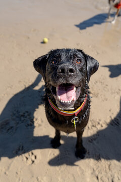 Happy black labrador retriever standing on beach