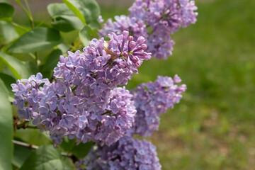 Large flowering branch of lilac with leaves on a beautiful green background