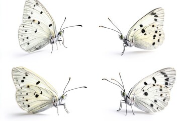 Four white butterflies with distinctive black spots on their wings