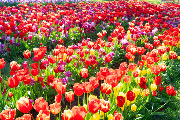 Famouse dutch red tulip field with multicolored rows in sunny day with blue sky