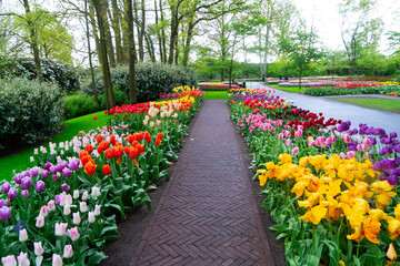 Colorful growing red, pink, red, violet tulips flowerbed in spring formal garden
