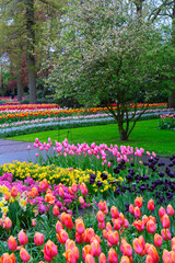 Colorful growing tulips flowerbed and blooming tree in spring formal garden