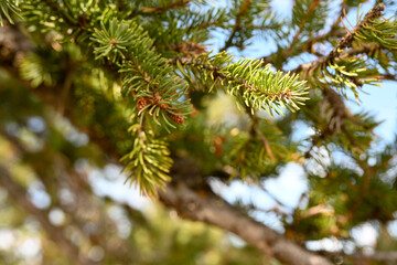 Fir tree limb