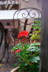Santa Fe courtyard rose