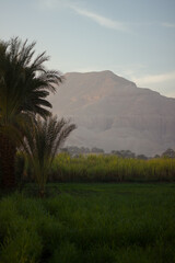 Green Nile Valley in Luxor. Egypt.
