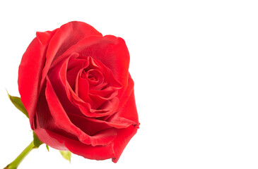 red single rose flower on white background