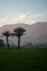 aerial view of a sugar cane field in Luxor, Egypt