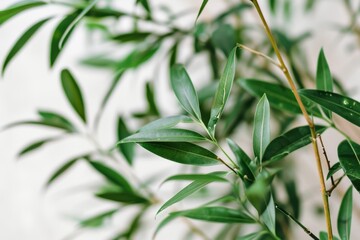 Fototapeta premium Elegant greenery: close-up of lush olive leaves against a light background