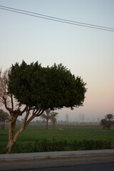 Green Nile Valley in Luxor. Egypt.