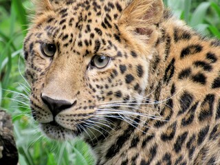 close up of an amur leopard in a zoo