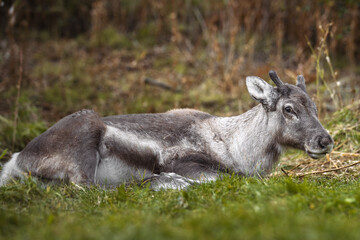 A close-up of a young reindeer resting peacefully on a grassy field, surrounded by soft natural greenery.