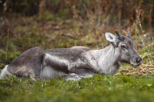 A close-up of a young reindeer resting peacefully on a grassy field, surrounded by soft natural greenery.