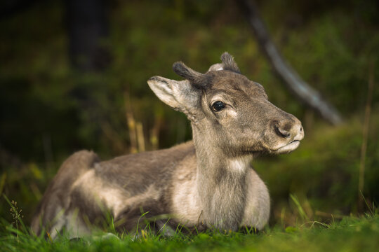 A close-up of a young reindeer resting peacefully on a grassy field, surrounded by soft natural greenery. - Powered by Adobe