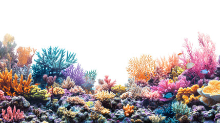 Fototapeta premium Coral reef transparent background
