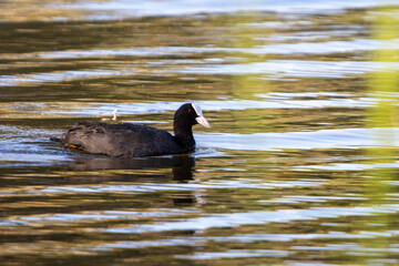 Common Coot (Fulica atra) displaying its black plumage, white bill, and red eye, swimming at dusk in the golden waters of a lake 