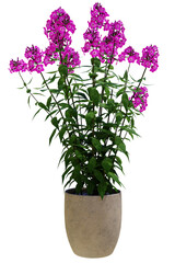 A potted plant with purple flowers in it on a white background