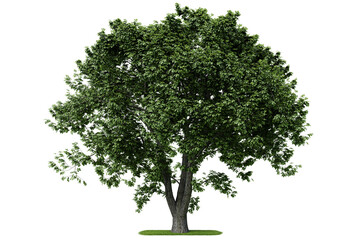 A tree with green leaves on a white background © stanhert