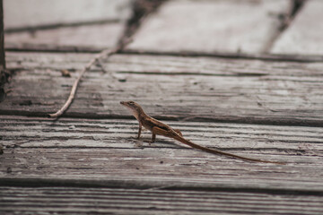 small lizard on wooden floor