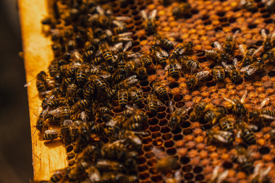 Bees